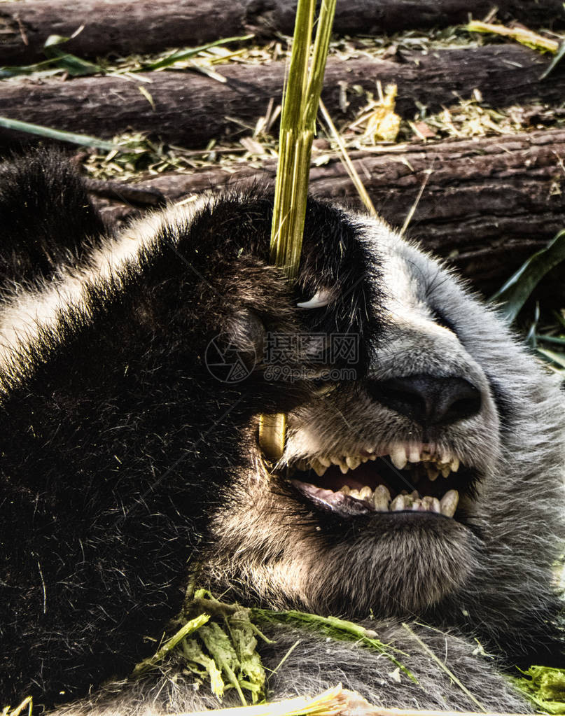大熊猫生活在四川省成都大熊猫繁育研究基地成都大熊猫繁育研究基地是专门从事濒危野生动物研究繁育保护教育和教育图片