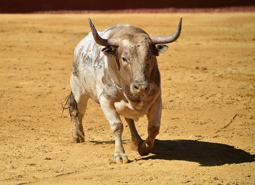 在斗牛场的大西班牙公牛图片