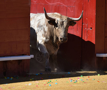 在斗牛场的大西班牙公牛背景图片