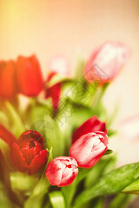 盛开的郁金香花束母亲节春天和国际妇女节的概念用鲜图片