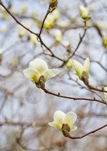 苏兰吉阿那白色大木兰花朵背景植物背景花园背景