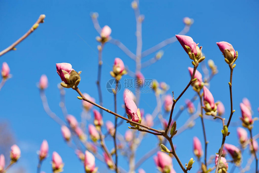 花木兰开花以为背景春天的花朵图片