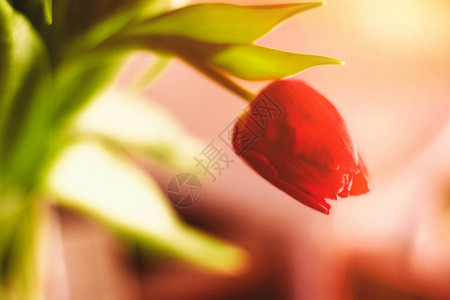 盛开的郁金香花束母亲节春天和国际妇女节的概念用鲜图片