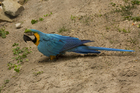 蓝黄色金刚鹦鹉AraAra高清图片