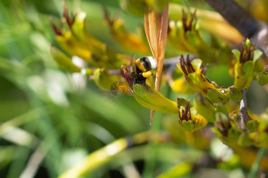 蜜蜂在新西兰亚麻花上近距离采集花粉和授粉图片