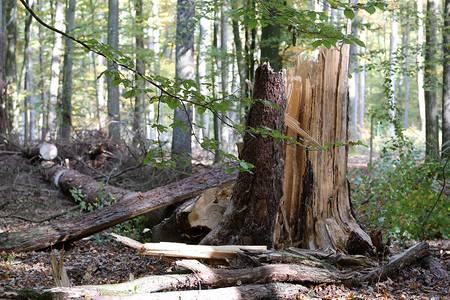 森林被飓风倒下的树图片