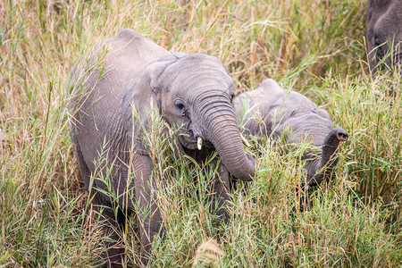 非洲大象在南非Welgevonden游图片