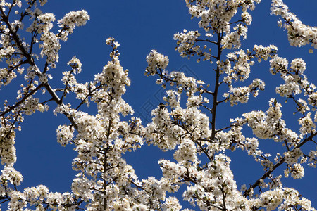 一朵樱桃李子的开花的白花图片