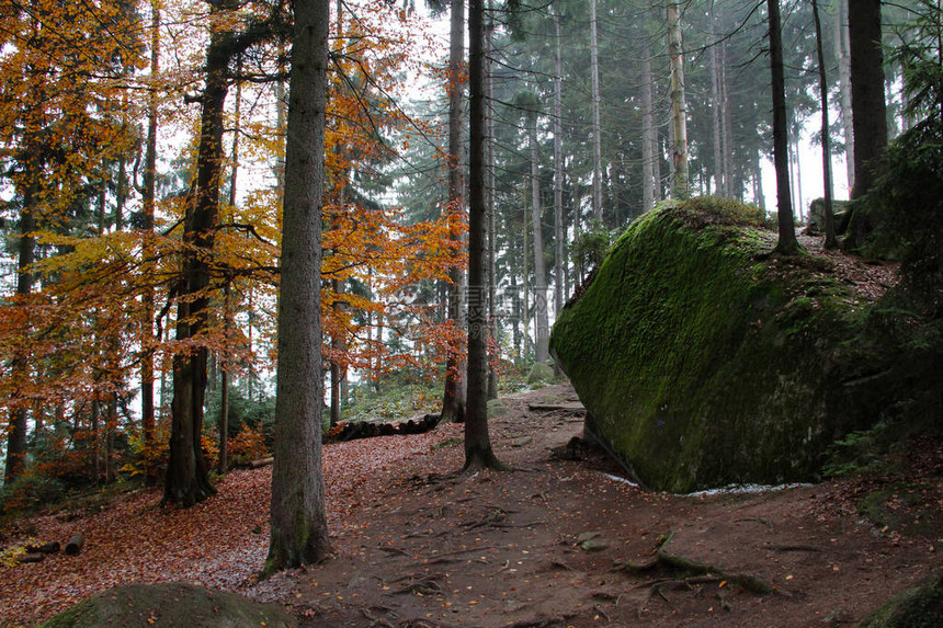 美丽的秋天森林树木和岩石图片