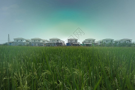 有稻田的屋苑概念对比图片