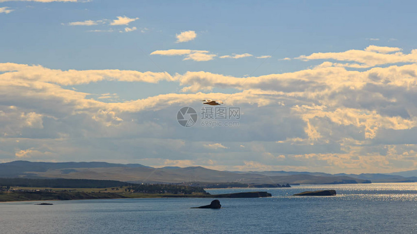 Baikal湖小海湾水域上空的海鸥图片