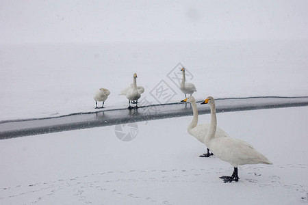 冬天的鹅北海道图片