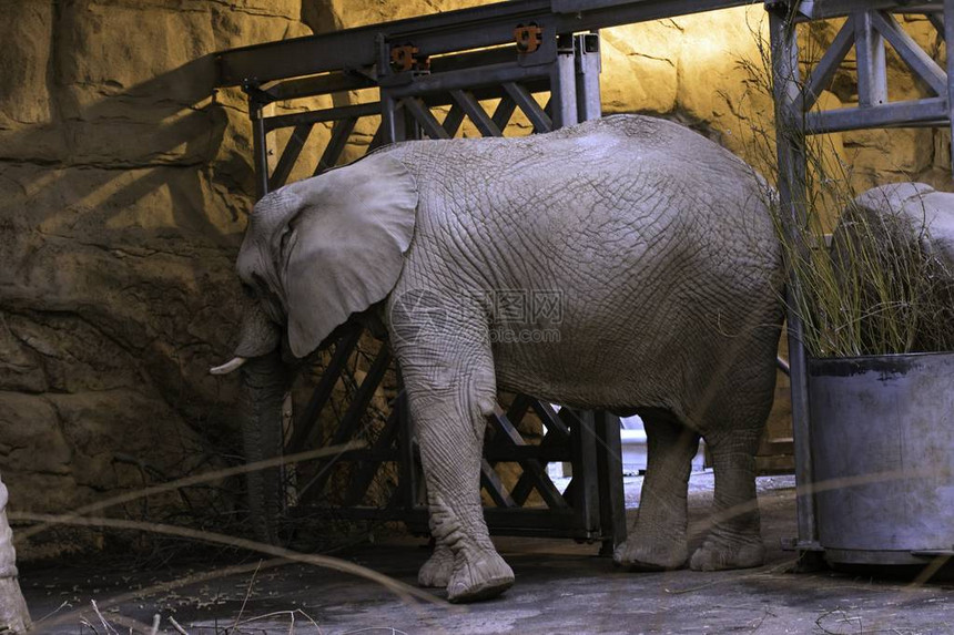 动物园里的非洲象非洲象图片
