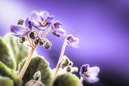 紫花的春花模糊背景宏图片