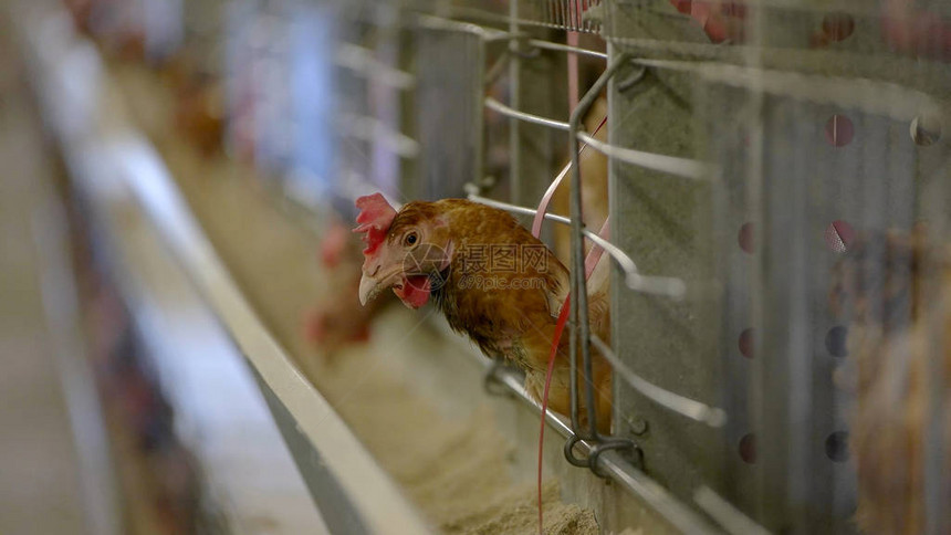 笼子里的母鸡舍里的家禽饲养家禽的最佳条件农场图片
