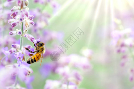 蜜蜂在植物上采集花粉图片