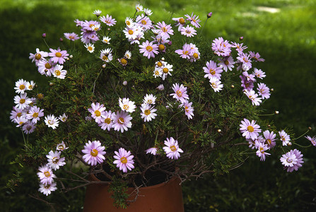 花园里的雏菊花盆图片