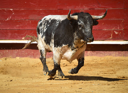 斗牛场的西班牙斗牛图片