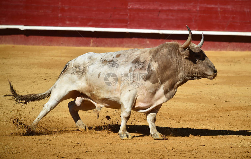 斗牛场的西班牙斗牛图片