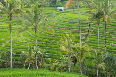 印尼巴厘的Jatiluwih水稻梯田和种植园图片
