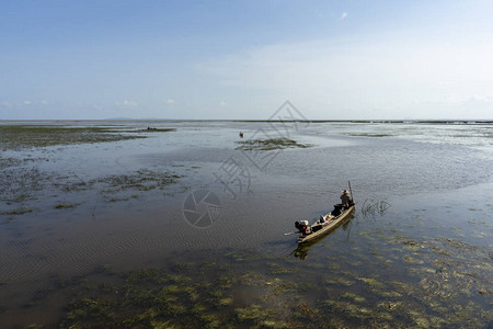 泰国Songkhla湖SongkhlaLake的湿地图片