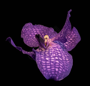 绘画风格黑色背景上单株孤立红紫兰花的美术静物花卉图片