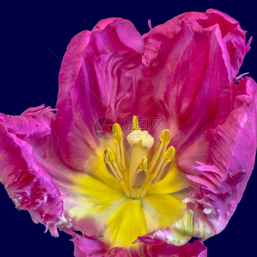 蓝色背景上一朵孤立的粉黄色全开盛的郁金香花的美术静物色彩鲜艳的宏图片