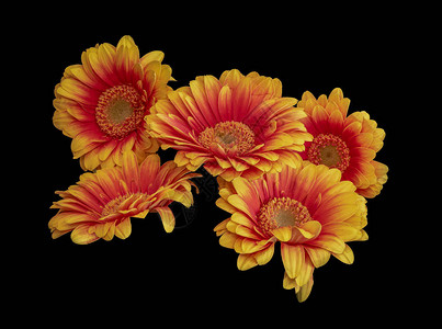 花卉美术静物详细描绘了一组五朵红色黄宽开的非洲菊花朵的色彩鲜艳的宏图片