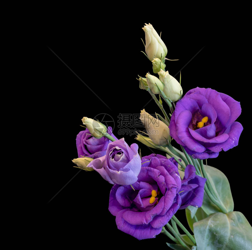 一束紫蓝色桔梗艳丽的草原龙胆得克萨斯蓝铃花在黑色背景上的美术静物色彩宏图片