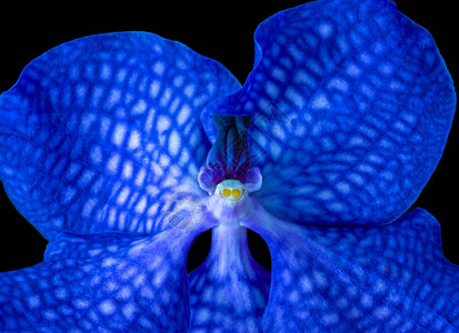 黑色背景上一朵孤立的亮蓝色兰花的美术静物超现实主义花卉图片