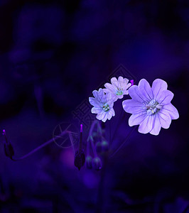 深色背景上的紫色花图片