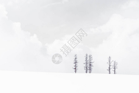 雪冬季节孤独树枝的美丽风景图片