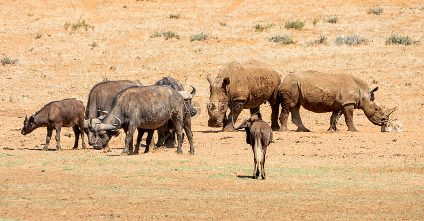 南部非洲大草原上的白犀牛和水牛图片