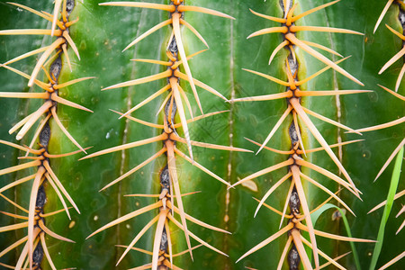 金桶仙人掌或EchinocactusgrusoniiHildm的刺图片