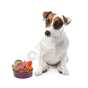 可爱有趣的狗和碗与白色背景的健康食品图片