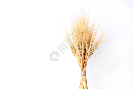 小麦上白色孤立小穗，捆图片
