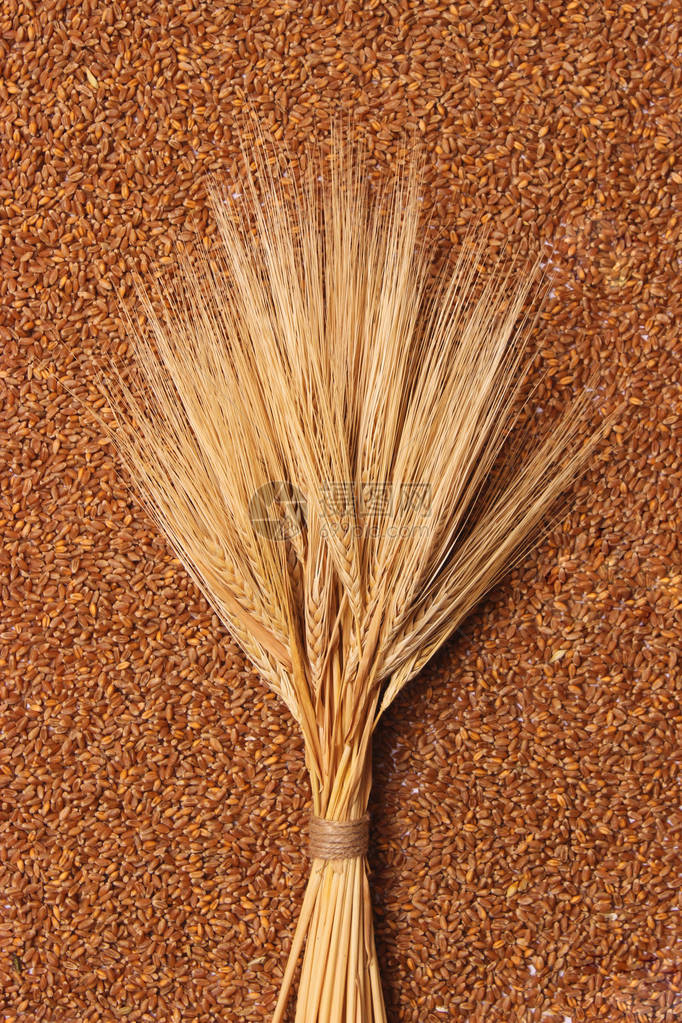 小麦背景顶视图上的小穗小麦图片
