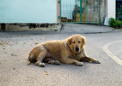 狗金毛疥疮孤独地躺在路上图片