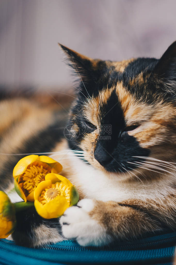 一束带绿叶的黄色睡莲花刚撕开一个袋子上的三色睡猫特写黄莲花消失的植物图片