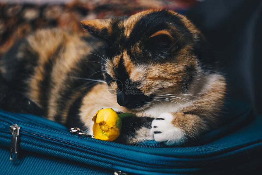 一束带绿叶的黄色睡莲花刚撕开一个袋子上的三色睡猫特写黄莲花消失的植物图片