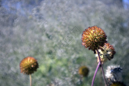 花园棘爪的可爱球形花序特写图片