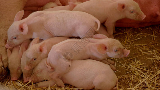 猪群睡在谷仓里图片