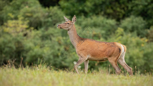 奇特的野生红鹿雪佛兰羊后方小心行走的夏季自然景象从欧洲自然中引背景图片