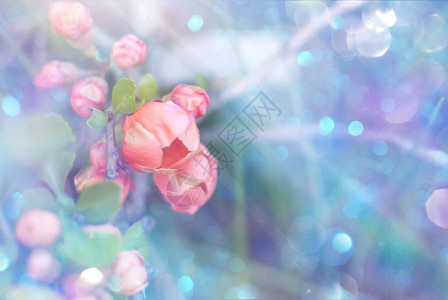 花园在户外色调柔和的蓝色背景上绽放着粉红色的花朵图片