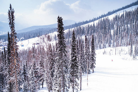 白雪下的高山圣诞树图片