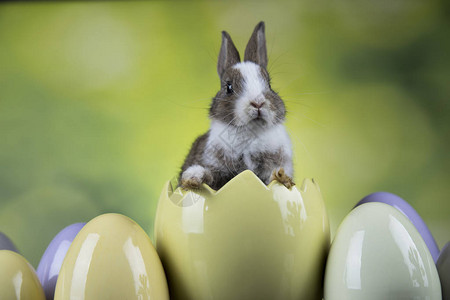 有复活节鸡蛋的兔图片