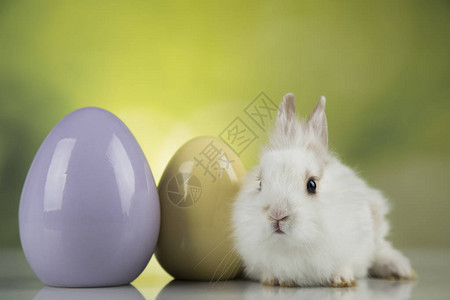 快乐的复活节者小兔子宝兔子和图片