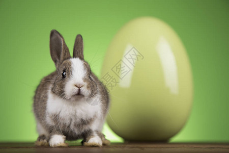 有复活节鸡蛋的兔背景图片