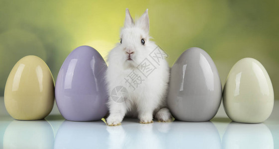 快乐的复活节者小兔子宝兔子和背景图片