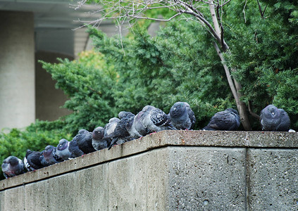 鸽子们聚集在一起坐在绿树前的一块图片